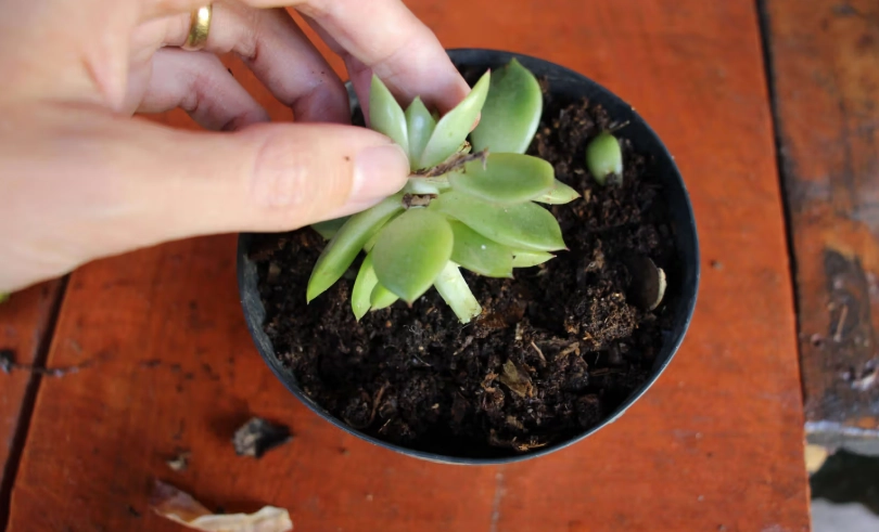 植物澆水技巧