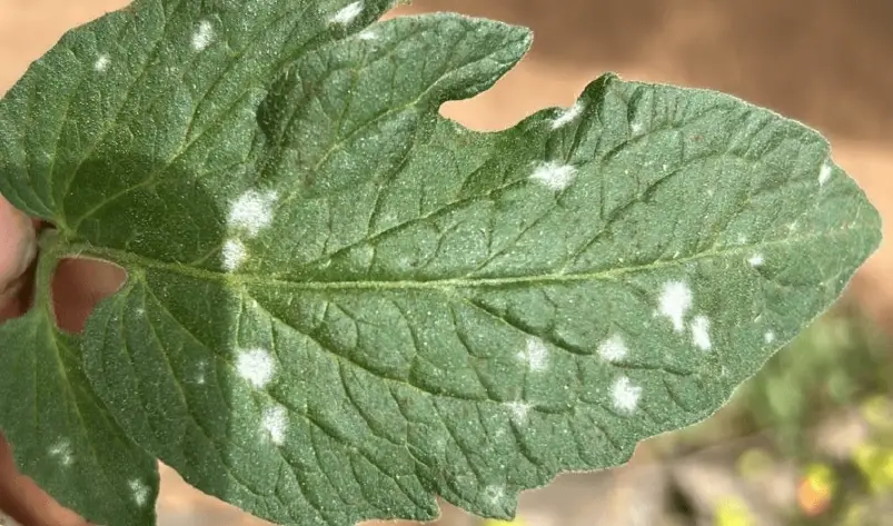 植物病害防治 植物病害防治