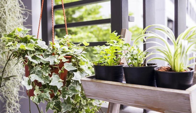 室外淨化空氣植物推薦：打造健康呼吸空間的關鍵選擇