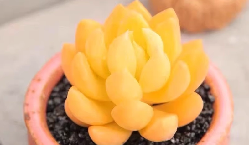 多肉植物品種