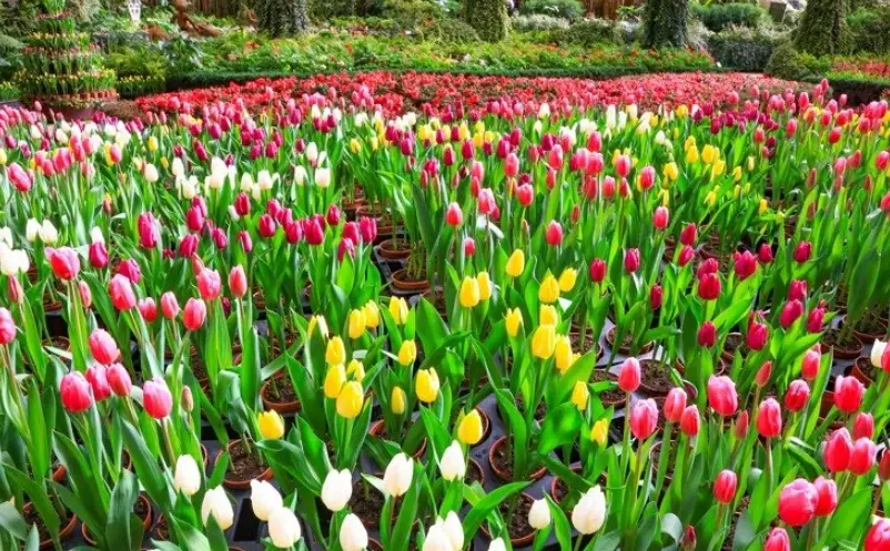 賞花行程