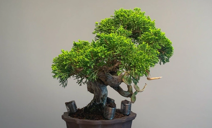 真柏盆景養護