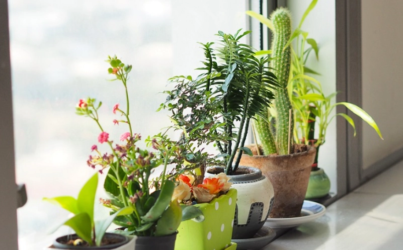 耐陰耐濕 室內植物