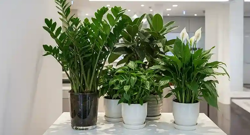 空氣淨化植物推薦 空氣淨化植物推薦