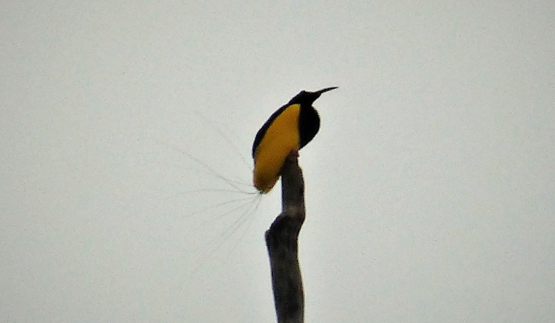 台灣觀鳥