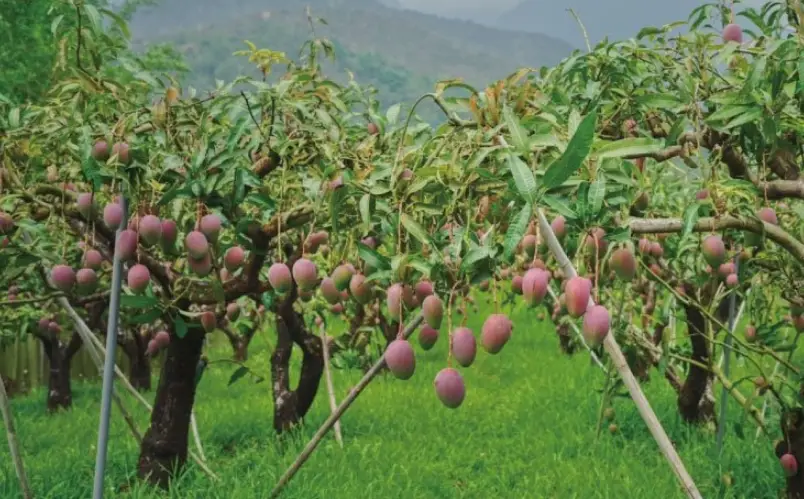 愛文芒果種植方法