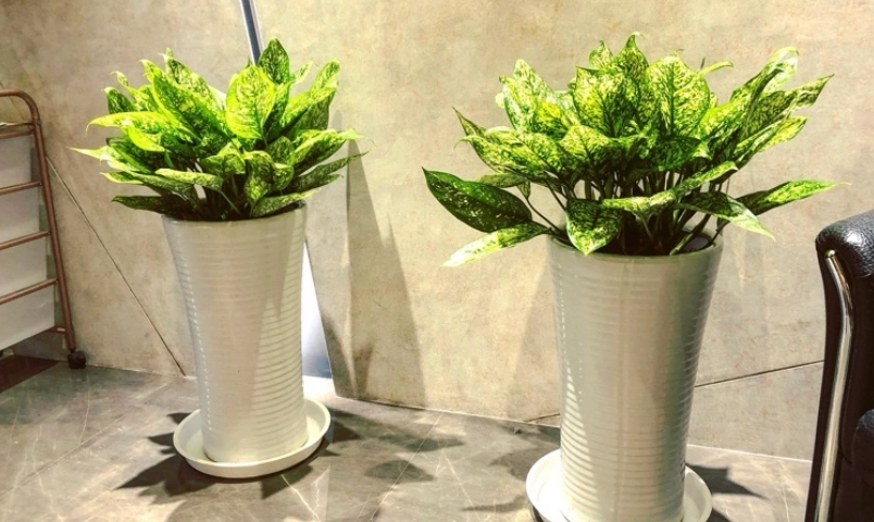 低光照植物 低光照植物