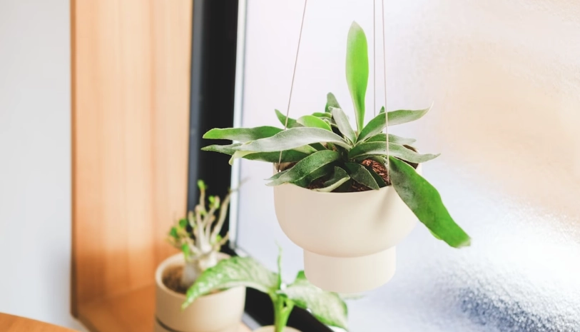 澆水時機判斷