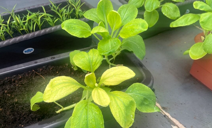 青江菜變黃可以吃嗎？專家教你安全判斷與處理技巧
