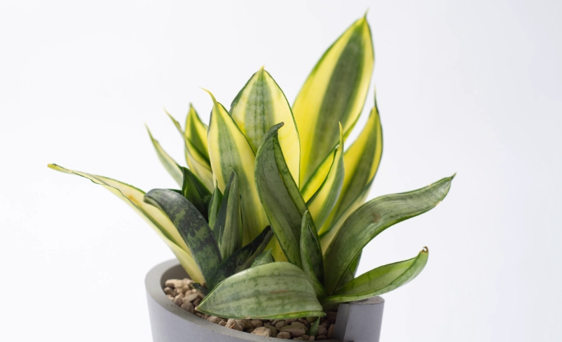 多肉植物養護