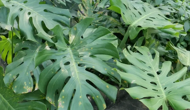 龜背芋 寵物 安全