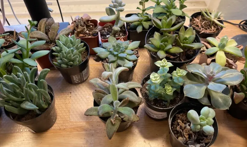 植物澆水技巧