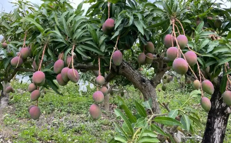 愛文芒果 種植技巧