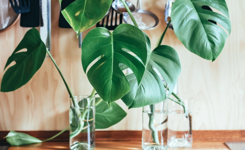 室外植物養護 室外植物養護