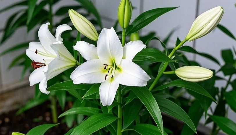 百合對貓有毒嗎？貓奴必讀的植物中毒危機與急救指南