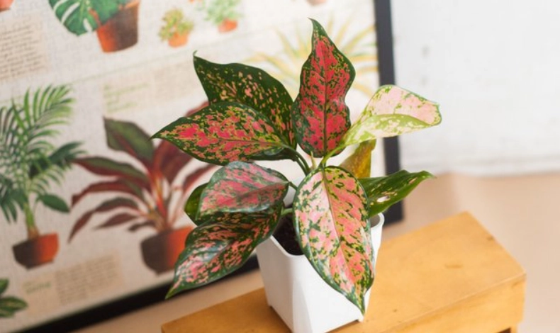 室內耐陰植物 室內耐陰植物