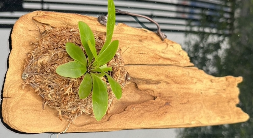 苔蘚板植物 苔蘚板植物