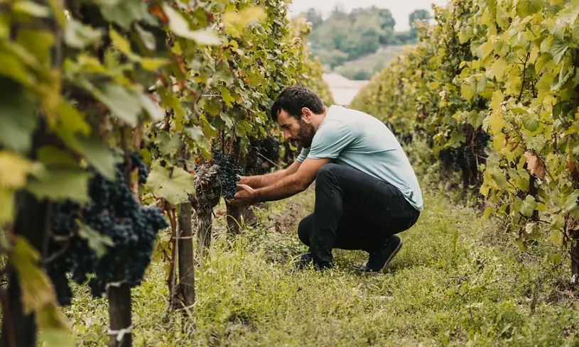葡萄苗修剪終極指南：台灣果農必學的關鍵技巧與實戰解析
