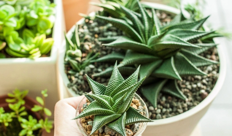 耐陰耐濕 室內植物