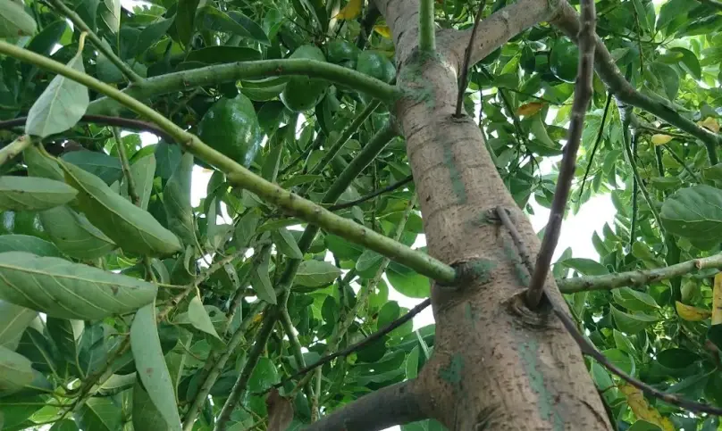 酪梨樹修剪技巧與時機：掌握關鍵步驟讓果實結滿枝頭