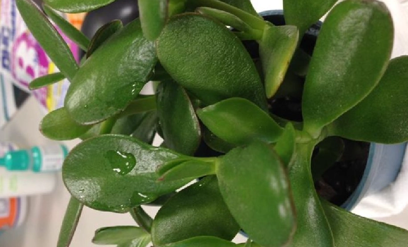 懶人植物陽台