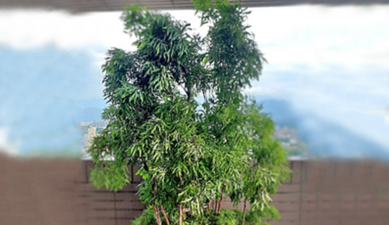 盆栽修剪技巧 盆栽修剪技巧