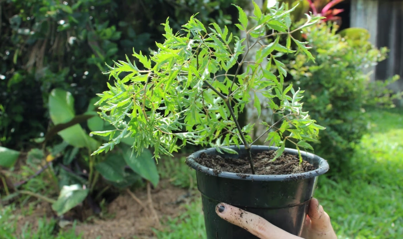富貴樹分枝方法 富貴樹分枝方法