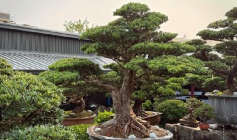 大型羅漢松修剪