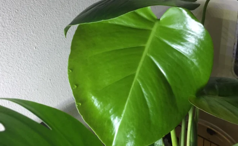 龜背芋葉片出水是生病嗎？三大主因與完整處理指南