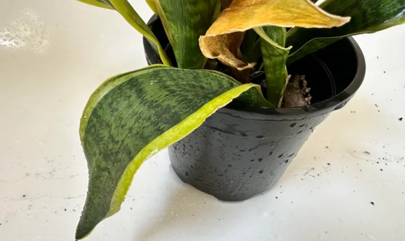 虎尾蘭爛根處理
