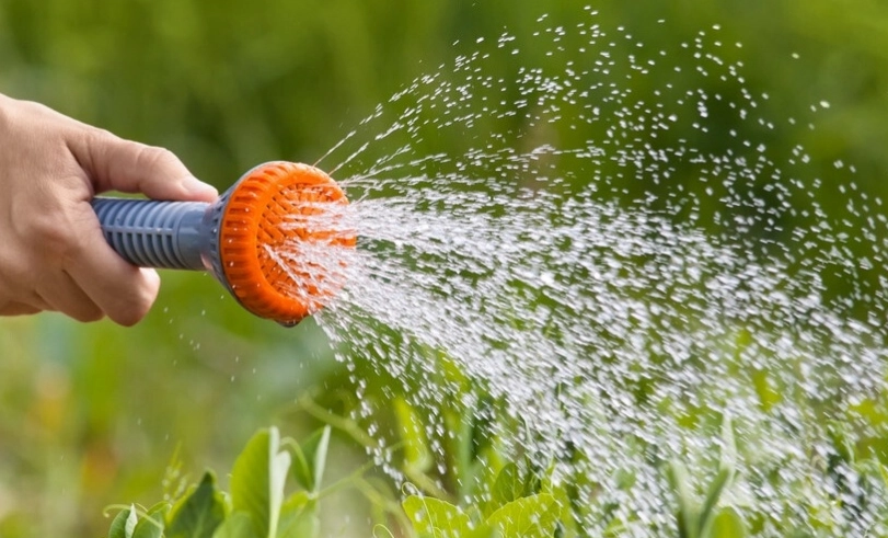 植物澆水時機