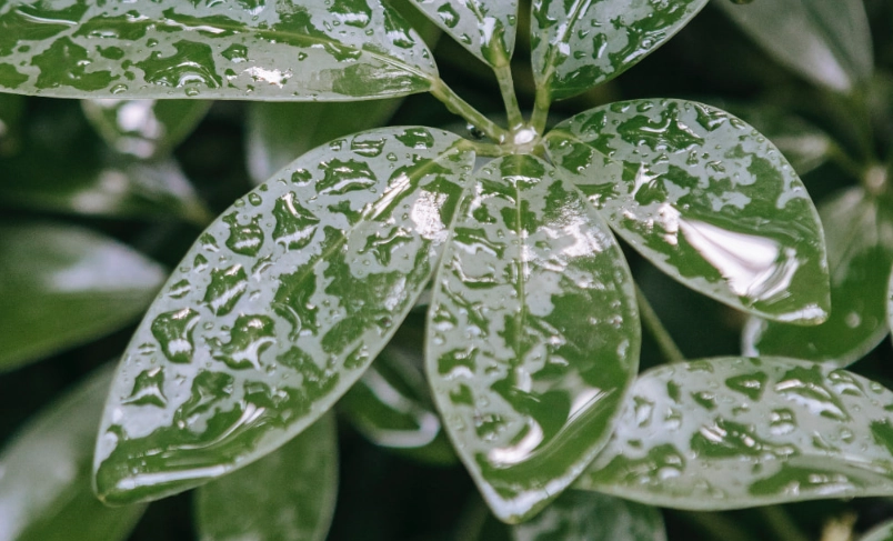 植物澆水時機