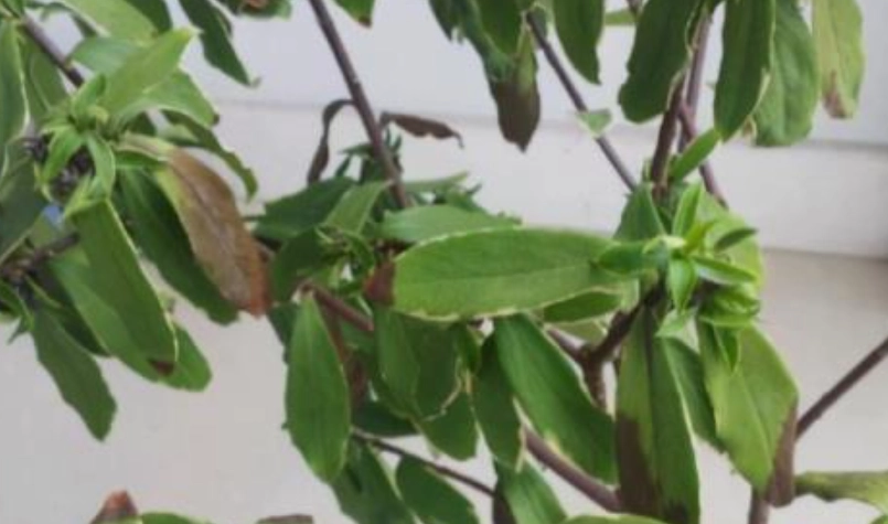 植物悶根