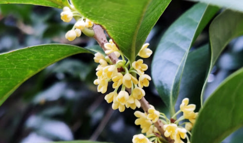 桂花花期管理 桂花花期管理