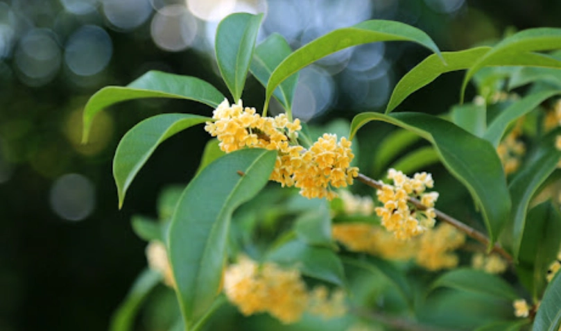 桂花種植方法 桂花種植方法