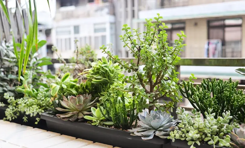 陽台耐旱植物