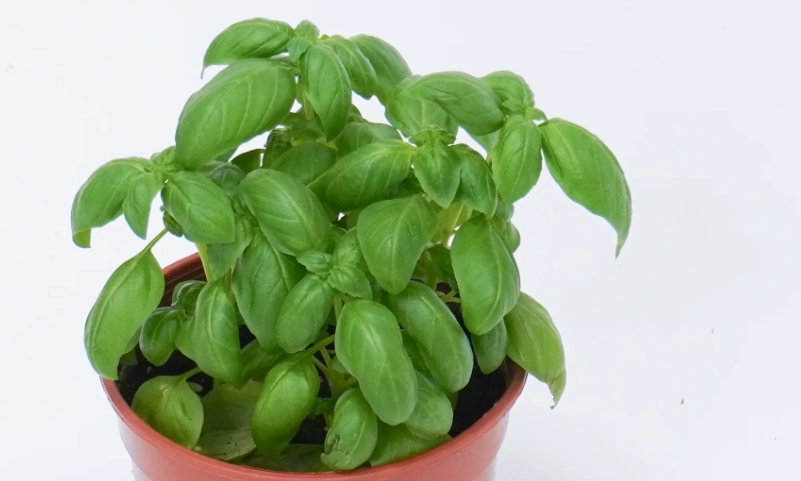 室內種植羅勒