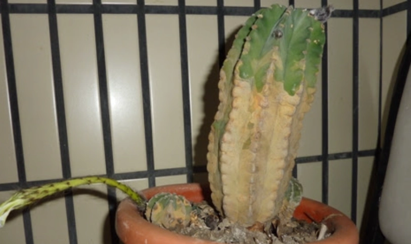 多肉植物澆水頻率