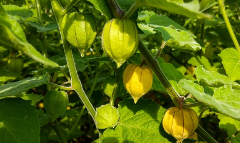 燈籠果發芽時間 燈籠果發芽時間