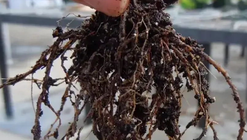 植物悶根