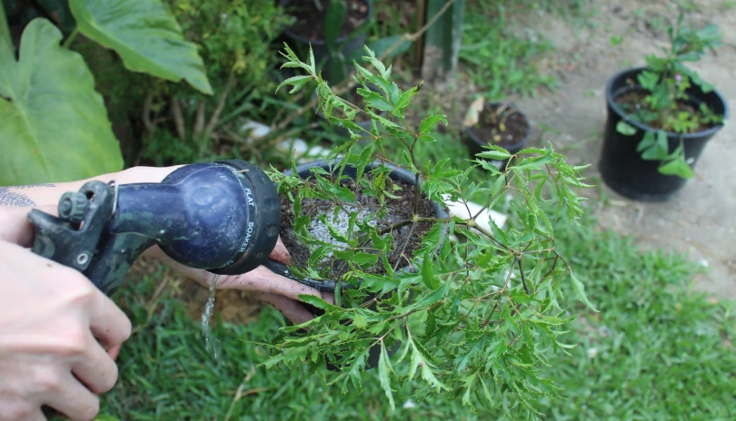 植物繁殖步驟 植物繁殖步驟