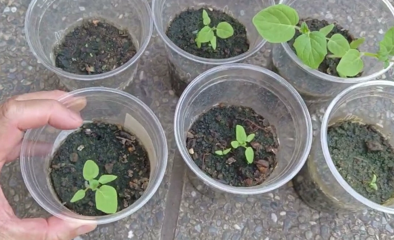 燈籠果怎麼種 燈籠果怎麼種