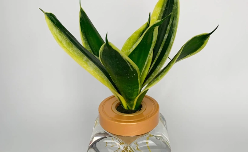 虎尾蘭水種終極指南：懶人植物淨化空氣的室內植栽法