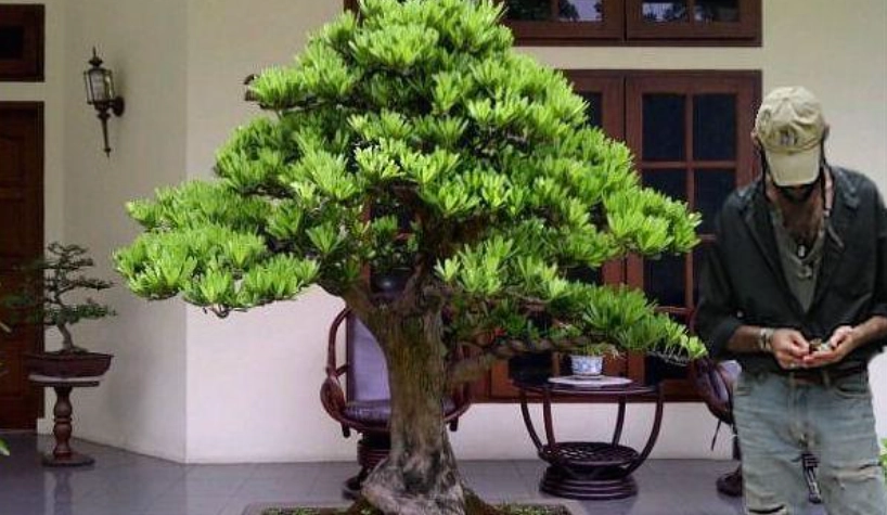 羅漢松造型修剪