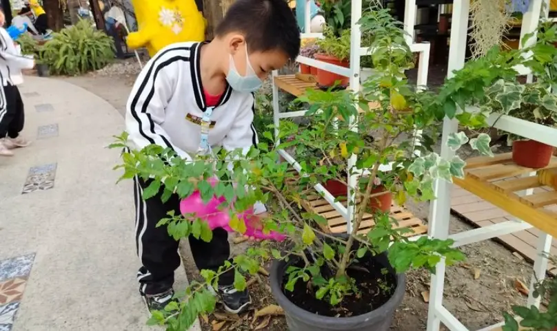 盆栽養護技巧