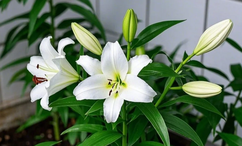 貓草種植 貓草種植