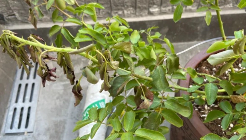 根系悶根處理
