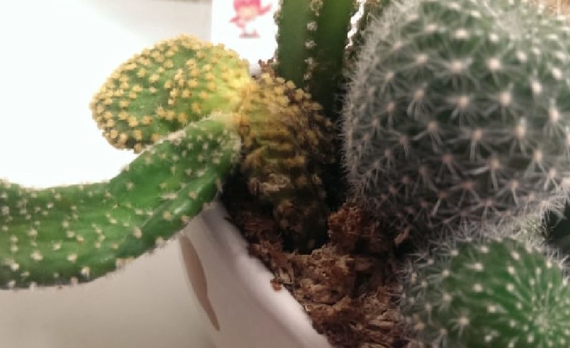 仙人掌澆太多水怎麼辦？拯救爛根全攻略，新手必看三大關鍵