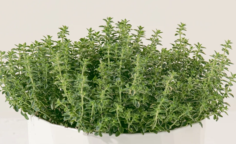 對貓無毒的植物 對貓無毒的植物