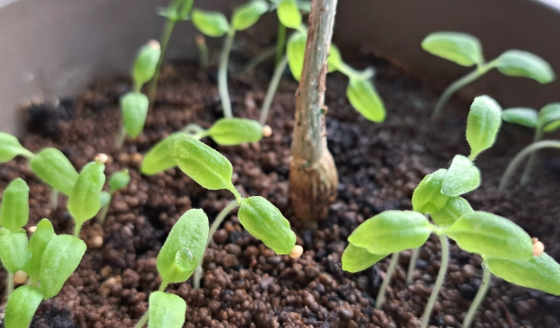 燈籠果發芽時間 燈籠果發芽時間